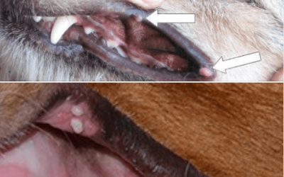 Papilloma vírus kutyákban